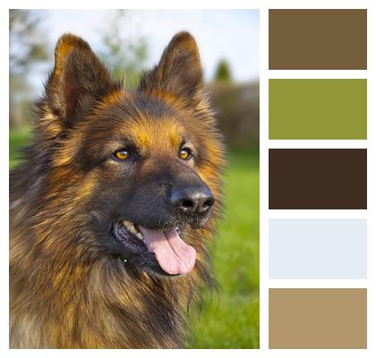 Dog Animal German Shepherd Image